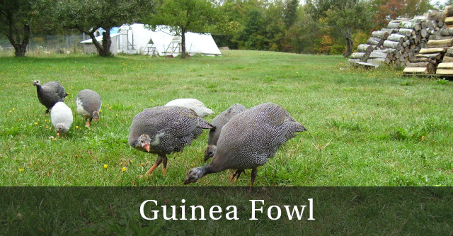 Guinea Fowl keets on pasture