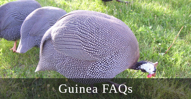 Guinea fowl are an exciting addition to any farm. Learn how to care for their needs with our Guinea FAQs!